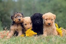 Our puppies are not only adorable, they are fully vaccinated, dewormed, and very healthy. How To Spot A Puppy Scam Online American Kennel Club