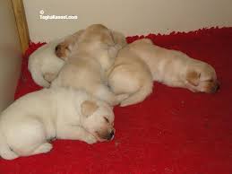Then, in addition to the purchase costs, you need to consider how much. Labrador Retriever Puppies Dog Kennel