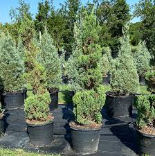 Image result for spiral cut juniper trees