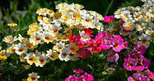 Image result for Nemesia zimbabwensis