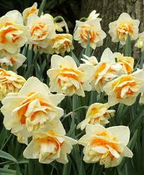 Narcissus Manly Manly Has Huge Fully Double Flowers Are Lush Creamy Yellow With Shorter Dark Orange Petals Interspers Bulb Flowers Daffodils Narcissus Flower