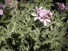 Image result for Pelargonium grossularioides