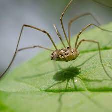 You will definitely choose from a huge number of pictures that option that will suit you exactly! Learn All About Spiders Green Pest Solutions