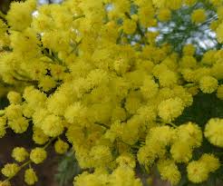Maybe you would like to learn more about one of these? Plants