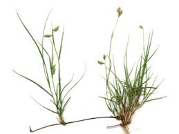 Maybe you would like to learn more about one of these? Bouteloua Dactyloides Buffalograss Native Plants Of North America