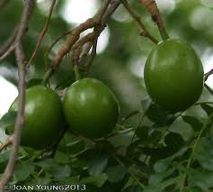 Image result for Cordyla africana