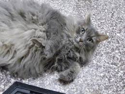 Domestic Longhair Cat Grey Pets Photos Cats Grey Cats Animal Photo