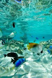 We offer an extraordinary number of hd images that will instantly freshen up your smartphone or computer. 230 Under The Sea Ideas Under The Sea Sea Creatures Underwater World