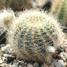 Image result for Cavacoa aurea