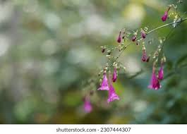 Image result for Isoglossa