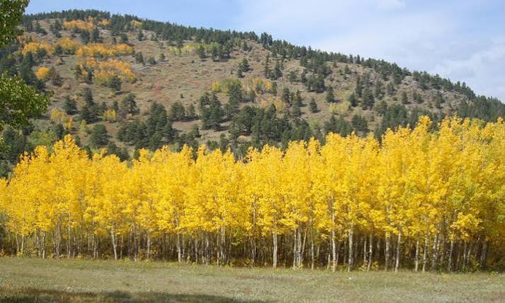 Quaking Aspen: Flaming Forests of Fall - Images