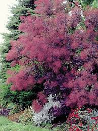 Check spelling or type a new query. Royal Purple Smoke Bush Smoke Bush Smoke Tree Purple Smoke Bush
