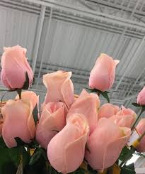 Tumblr Venusflytrash Flower Aesthetic Flowers Pretty Flowers