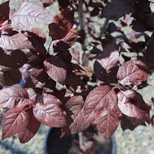 The 'kv' plum was chosen for its darker purple foliage of the flowering plums. Prunus Cerasifera Krauter Vesuvius Purple Leaf Plum Western Star Nur