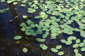 Image result for Brasenia