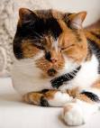 Calico cat - Wikipedia