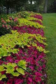 Create Great Contrast With Sweet Potato Vine And The Wave Purple Petunias Plants Flower Garden Garden Yard Ideas