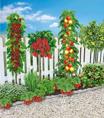 Bienenfreundlich gärtnern pflanzideen für alle standorte von shop mein schoener garten de heft angebote category for this post: Mein Schoner Garten Naschbeet Pflanzfertig 18 Pflanzen Gunstig Online Kaufen Mein Schoner Garten Shop Beautiful Gardens Plants Backyard Garden Layout