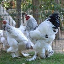 Beternak Ayam Brahma Hobi Yang Sekaligus Bisa Menghasilkan Profit Berminat Silahkan Hubungi Kami Di 0878 3830 5588 Beternak Ayam Binatang Ternak Ternak Ayam