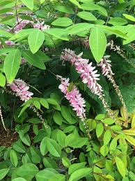 Image result for Indigofera demissa