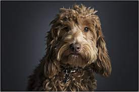 Dog Portraits Studio Dog Photography Bartley Portrait Studios Cheshire Cockerpoo Port Dog Portrait Photography Dog Portraits Painting Pet Portraits Photography
