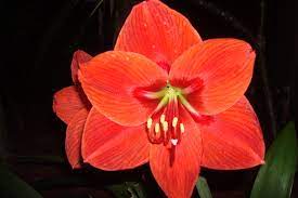 Amaryllis Phyllis Asked Me To Take Care Of Her Amaryllis I Planted It Outside Within 3 Weeks It Produced Two Large Red Blooms Plants Amaryllis Bloom