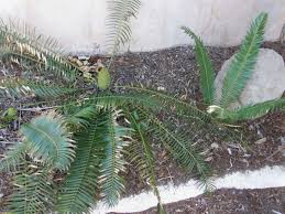 Image result for Encephalartos ngoyanus