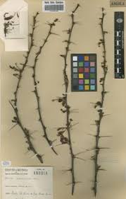 Image result for Acacia kirkii