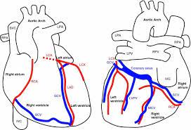 Their muscular wall helps the heart to. Anatomy Of The Heart And Major Coronary Vessels In Anterior Left And Download Scientific Diagram