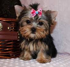 Teacup Black And Brown Yorkie Puppie Yorkshireterrier Teacup Yorkie Puppy Yorkie Puppy Puppy Adoption