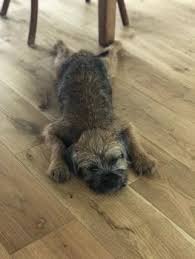 Puppy Growth Chart Nelson Border Terrier Male