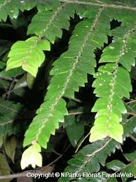 Image result for Anisophyllea