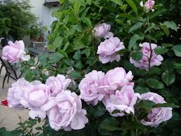 Maybe you would like to learn more about one of these? La Rose Du Petit Prince Synactif By Shiseido Rose Blau Mauve Ca 150cm Rosa La Rose Du Petit Prince Synactif By Shiseido Online Bestellen