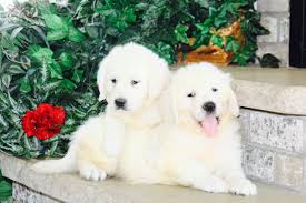 Maybe you would like to learn more about one of these? Adopt A Golden Retriever Service Therapy Dog In Minnesota Mn English Golden