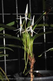 Image result for Jumellea usambarensis