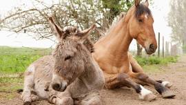 Happy Hooves!