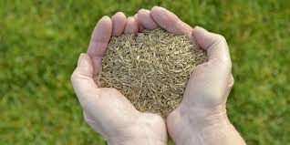 Overseeding is spreading grass seed over an existing lawn. How Do I Overseed My Lawn The Grass People Blog