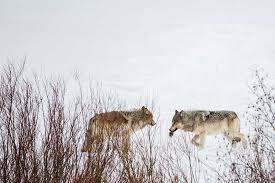 Wyoming Cuts Wolf Hunt in Half Amid Disease Decline