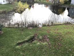 This smell on the plants will make muskrats go awry. Muskrat Damage On Your Shoreline Lakeshore Guys Mn Shoreline Experts