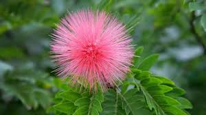 Image result for Calliandra haematocephala