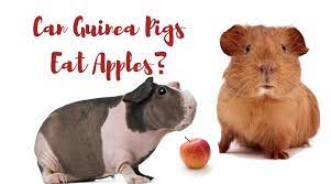 Can guinea pigs eat apples. Can Guinea Pig Eat Apples Red Or Green Petsium