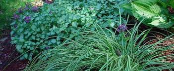 How to grow dead nettle and other lamium plant species Lamium Spotted Dead Nettle Lamium Maculatum Purple Dragon