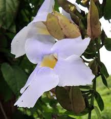 Image result for Craibia grandiflora