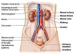 Human Body Anatomy Physiology Medical Knowledge