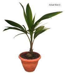 Pin On Tropical Garden