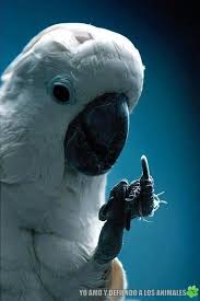 For Those Abusing Animals Funny Parrots Parrot Bird