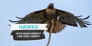How Much Does It Cost To Buy A Hawk? - Falconry Advice