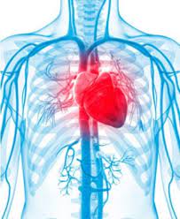 Where is the human heart located. Where Is The Heart In A Human Body Quora
