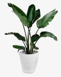 Your booking price stays exactly the same. Tropical Plants Png Images Free Transparent Tropical Plants Download Kindpng