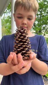 Where to find pine cone jam in Geneva, NY?
